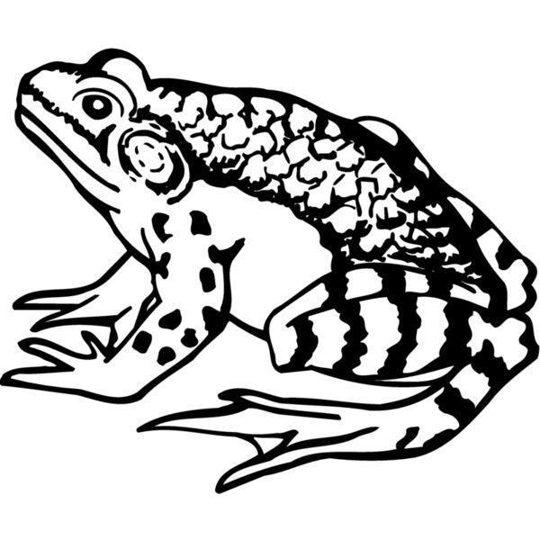 FROG03 Thumbnail
